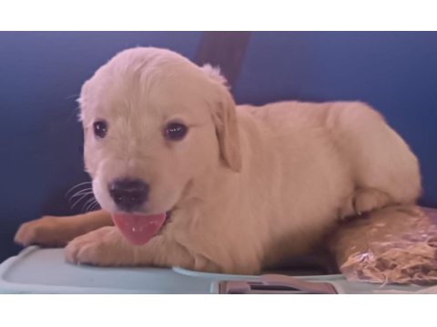 Safkan golden retriever yavrularımız