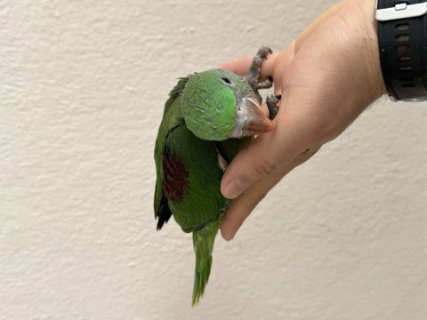 El besleme kapalı bebek alexander papağanları
