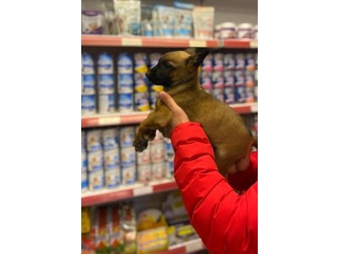 Safkan malinois yavruları