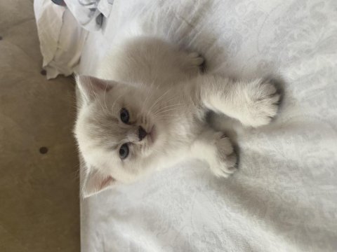 British shorthair british blue point yavruları 1 aylık
