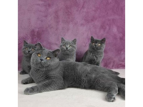 British shorthair yavruları