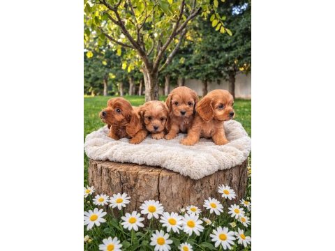 Çok kıymetli cavapoo bebekler