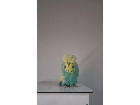 Show jumbo erkek muhabbet kuşları