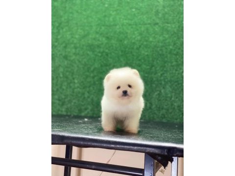 Erkek ve dişi pomeranian mevcuttur detay için mesaj