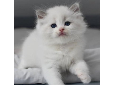 Türkiye'nin en değerli kedisi ragdoll