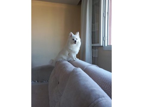 1 yaşında erkek pomeranian