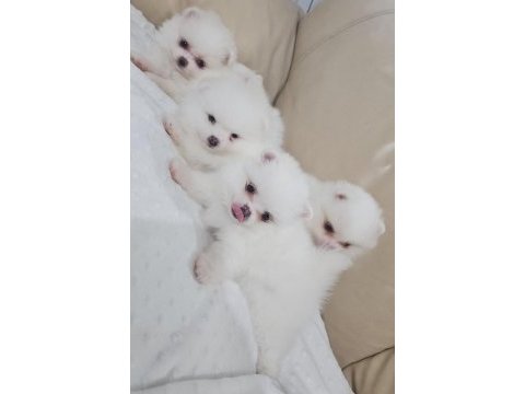 Snow white pomeranian boo dişi ve erkekler