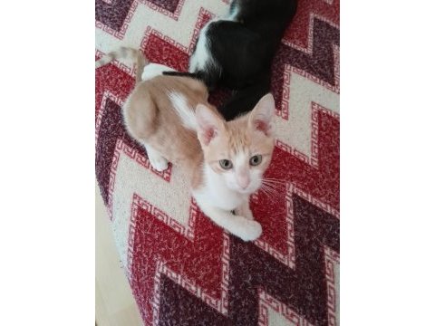 Sarman badem kızımız