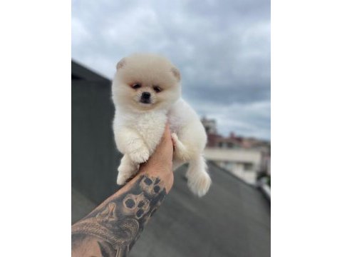 Pomeranian boo