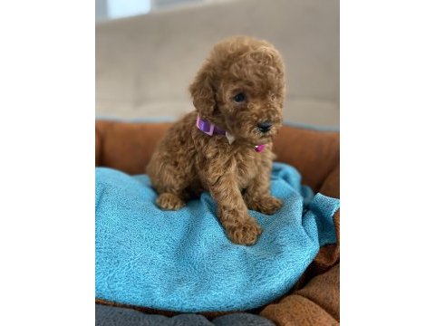 Anne altından tuvalet terbiyeli en mini boy poodle bebekler