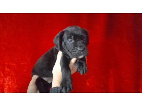 Cane corso 2 aylık