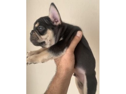 Fransız buldog