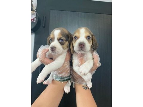 Beagle yavrularımız