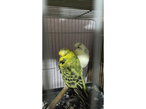 Takım kuşlarım ve yavrular vardır