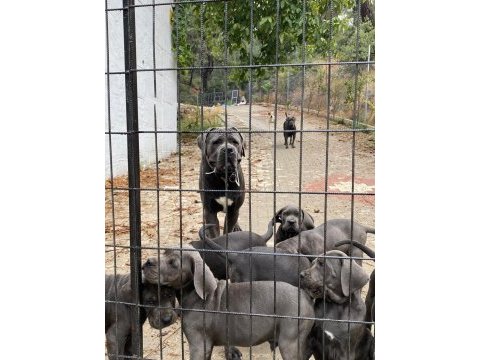 Dev cane corso yavruları