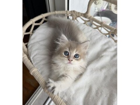 Rusya kanı üst sınıf british longhair
