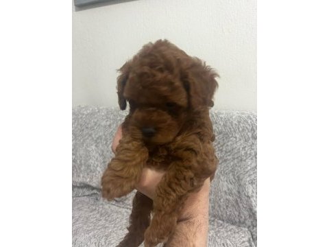 Toy poodle köpekleri