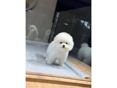Sağlık ve ırk garantili pomeranian
