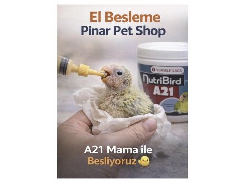 El besleme cennet papağanları el ısırmaz