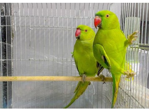 3-4 aylık yavru pakistan papağanları