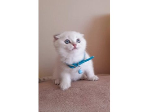Scottish fold 2 aylık erkek