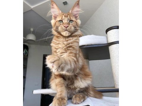 Türkiyede nadir ırk maine coon yavrularımız