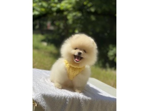 Pomeranian