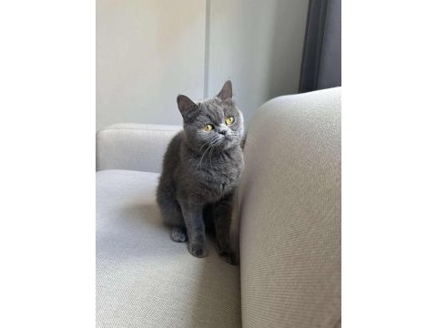 Gri british shorthair cinsi kedimize yeni yuva arıyoruz