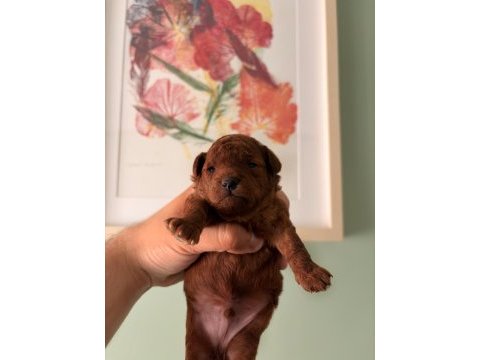 Kore teacup ve toy poodle yavruları