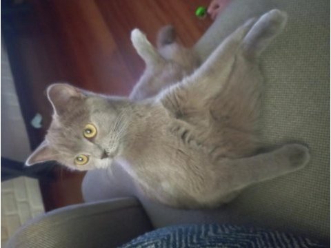 Eşyalarıyla 8 aylık dişi british shorthair