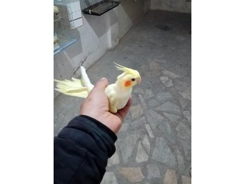 7 aylık lutino sultan papağanı
