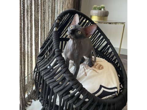 Sphynx sfenks bebekler