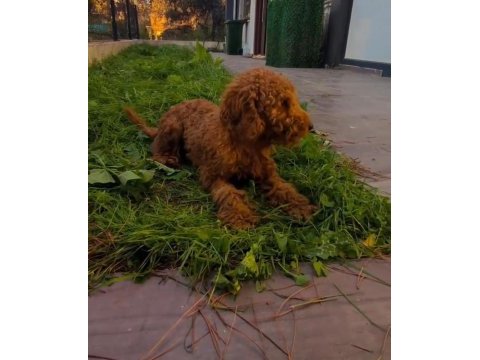Yetişkin poodle