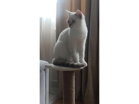 British shorthair pamuk prens