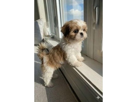 Mükemmel kalite shih tzu uygun isteyene