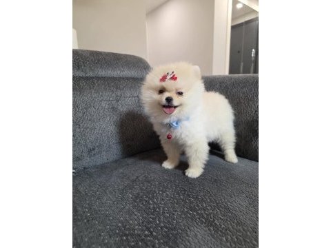 5 aylık pomeranian köpekler
