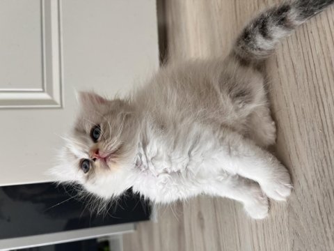 Silver point minnoş british shorthair kızçem