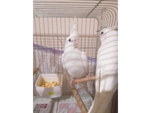Albino sultan papağanı takımlar