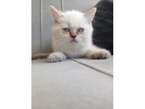 7 haftalık british shorthair