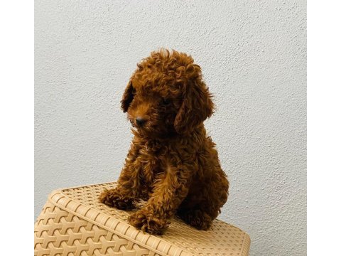 Toy poodle yavruları orijinal