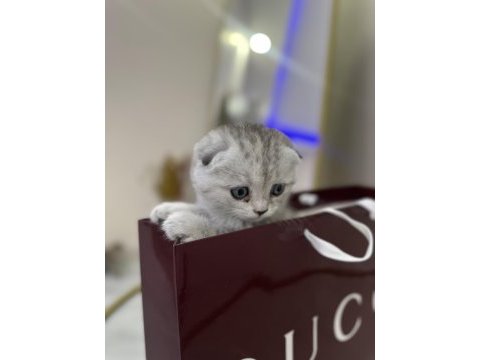 Uygun puanlı pamuk şeker scottish fold
