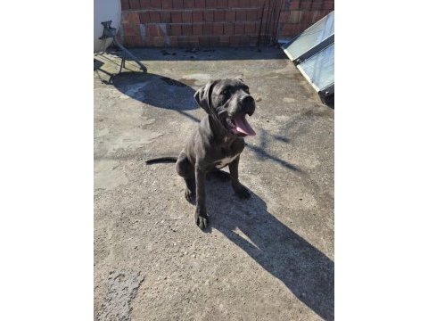 Cane corso blue 4.5 aylık renkli göz erkek