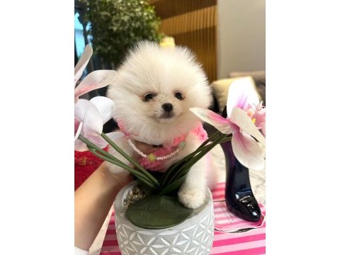 Sevgiye muhtaç minik yavru pomeranian köpekler!