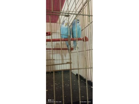 Yavru muhabbet kuşu