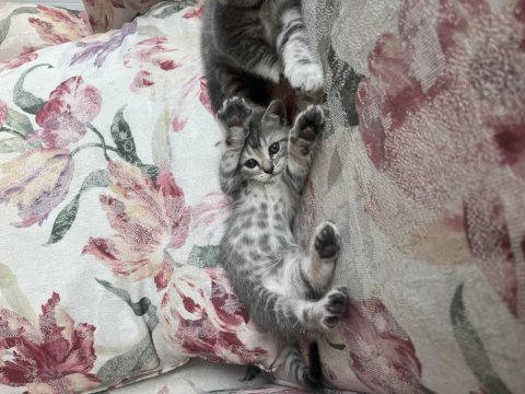 Scottish fold british shorthair yavrular