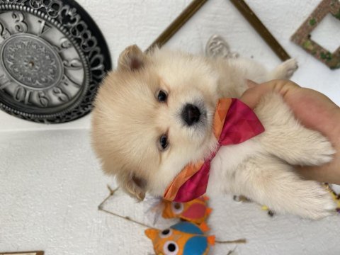 İki aylık dişi pomeranian spitz