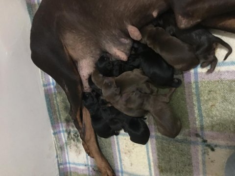 Doberman yavrusu