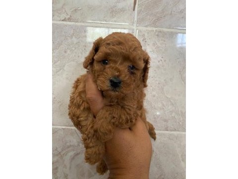 Orjinal minyatür toy poodle yavrular