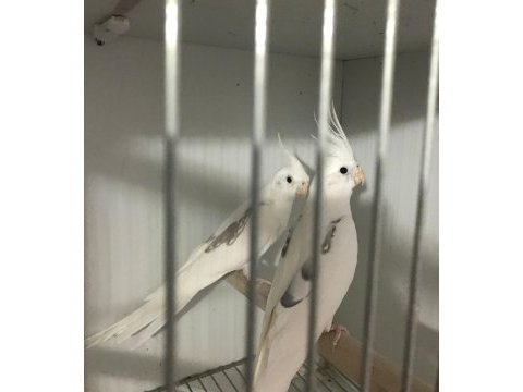 Albino ve heawy sultan papağanı takımlar