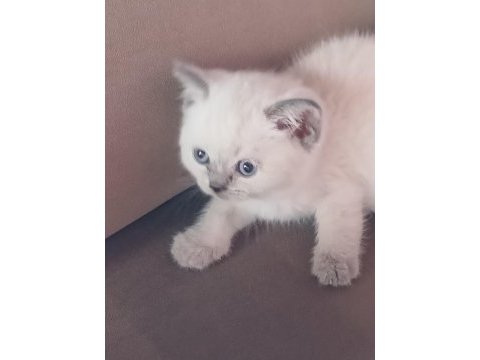 Bayram şekerleri kedilerim